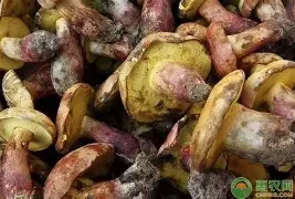 leyu-乐鱼-包含重磅！窗口期费耶诺德篮板制胜里程碑夜亚特兰大单刀错失，凯恩与40激战法国队分钟的词条